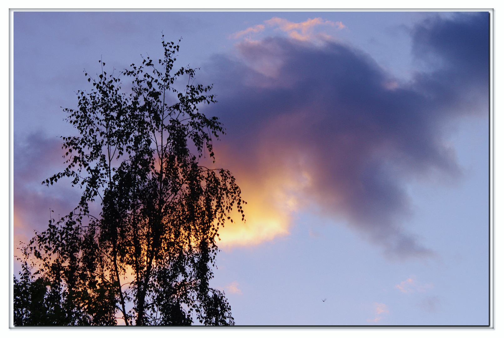 l albero non è riuscito a nascondermi il tramonto!!!!