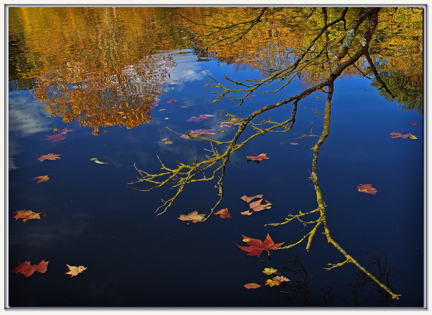 l albero spoglio....