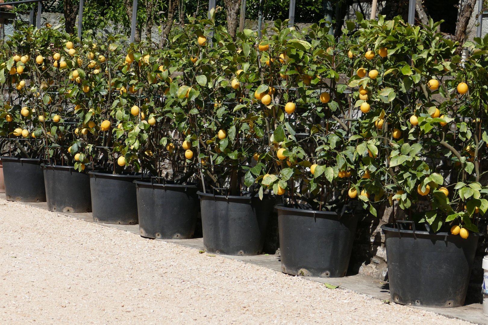 l allée des citronniers 