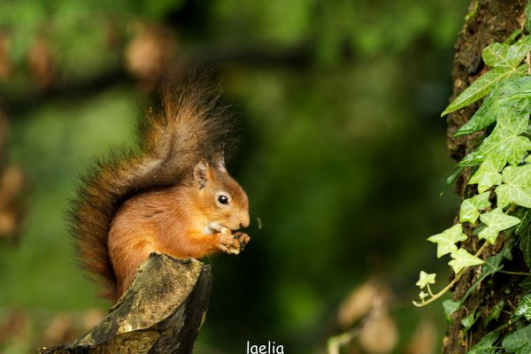 l amitiee des animeaux c est que du bonheur CHIPETTE