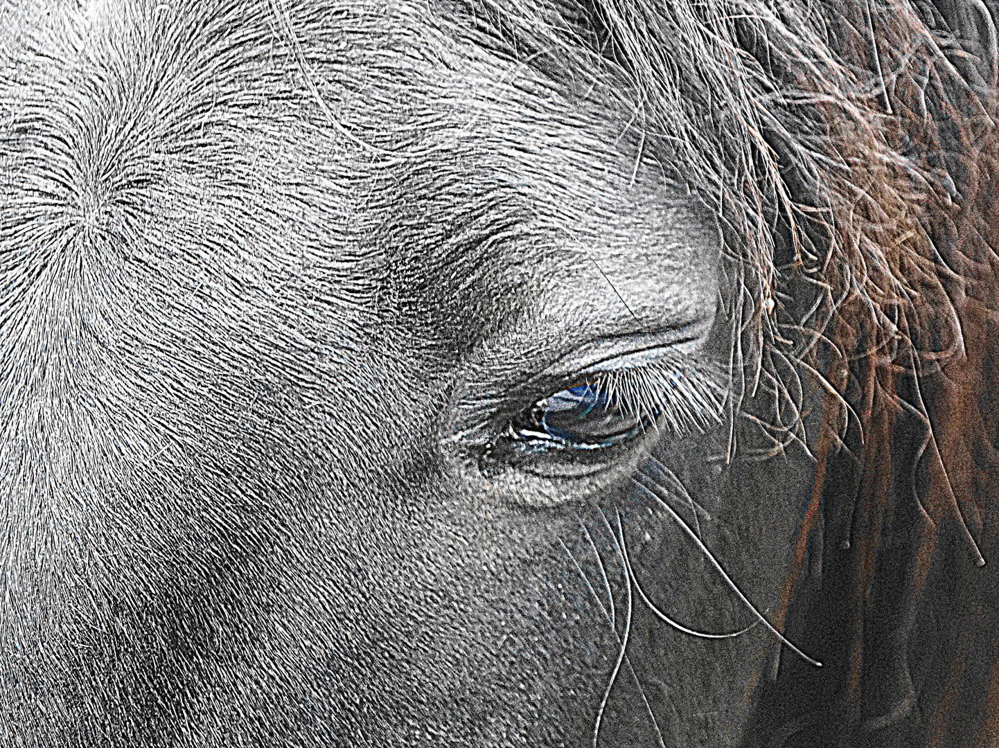 l amour des chevaux