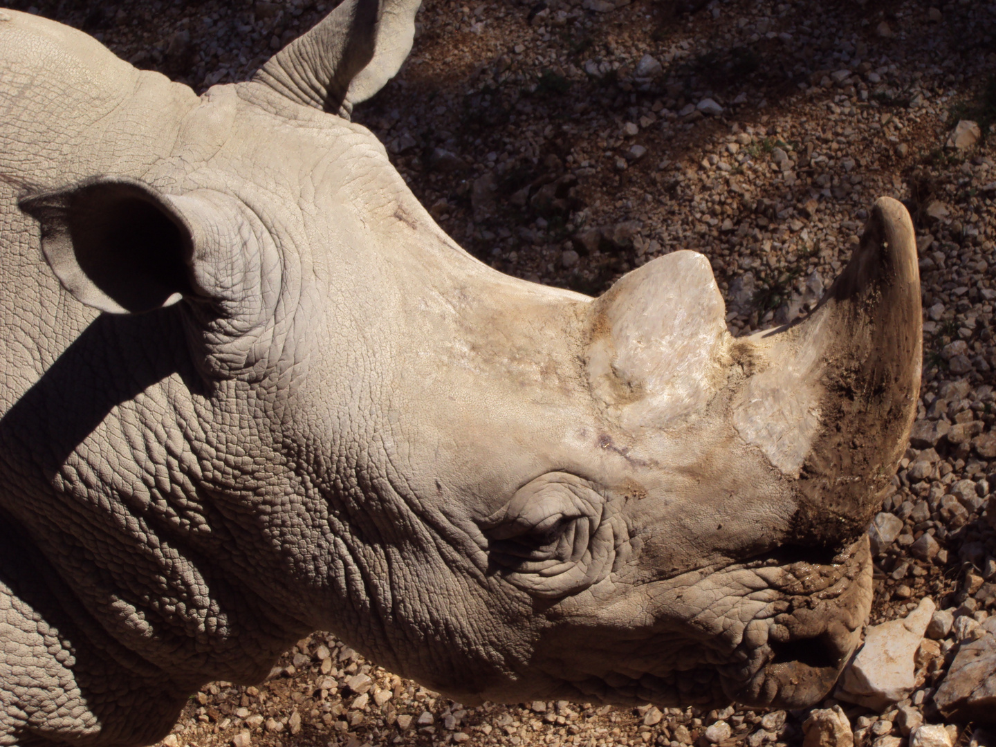 l amour des  de rhinoceros