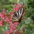 l amour du papillon