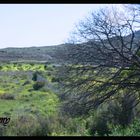 L andalousie s est mise aux verts.....