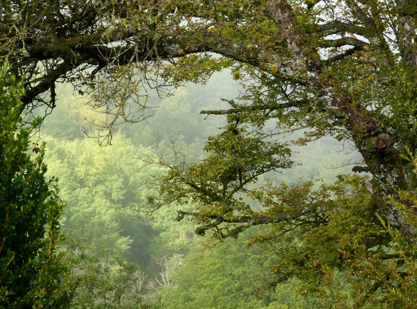 *L' appel de la forêt 01 *