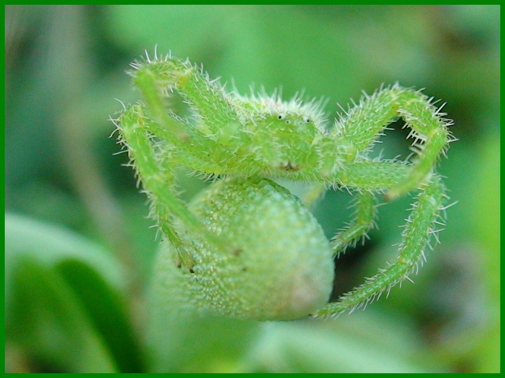 L 'araignée verte