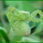 L 'araignée verte