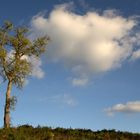 Él árbol solitário y el cielo