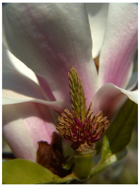 l arbre a fleur