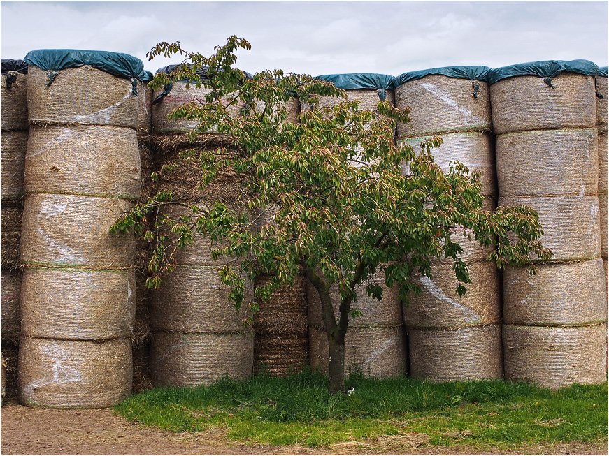 l' arbre à foin