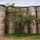 l' arbre à foin