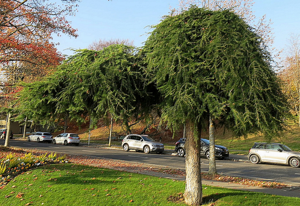 l' arbre casquette !!