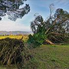 l arbre couché par la tempête....