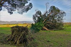 l arbre couché par la tempête....