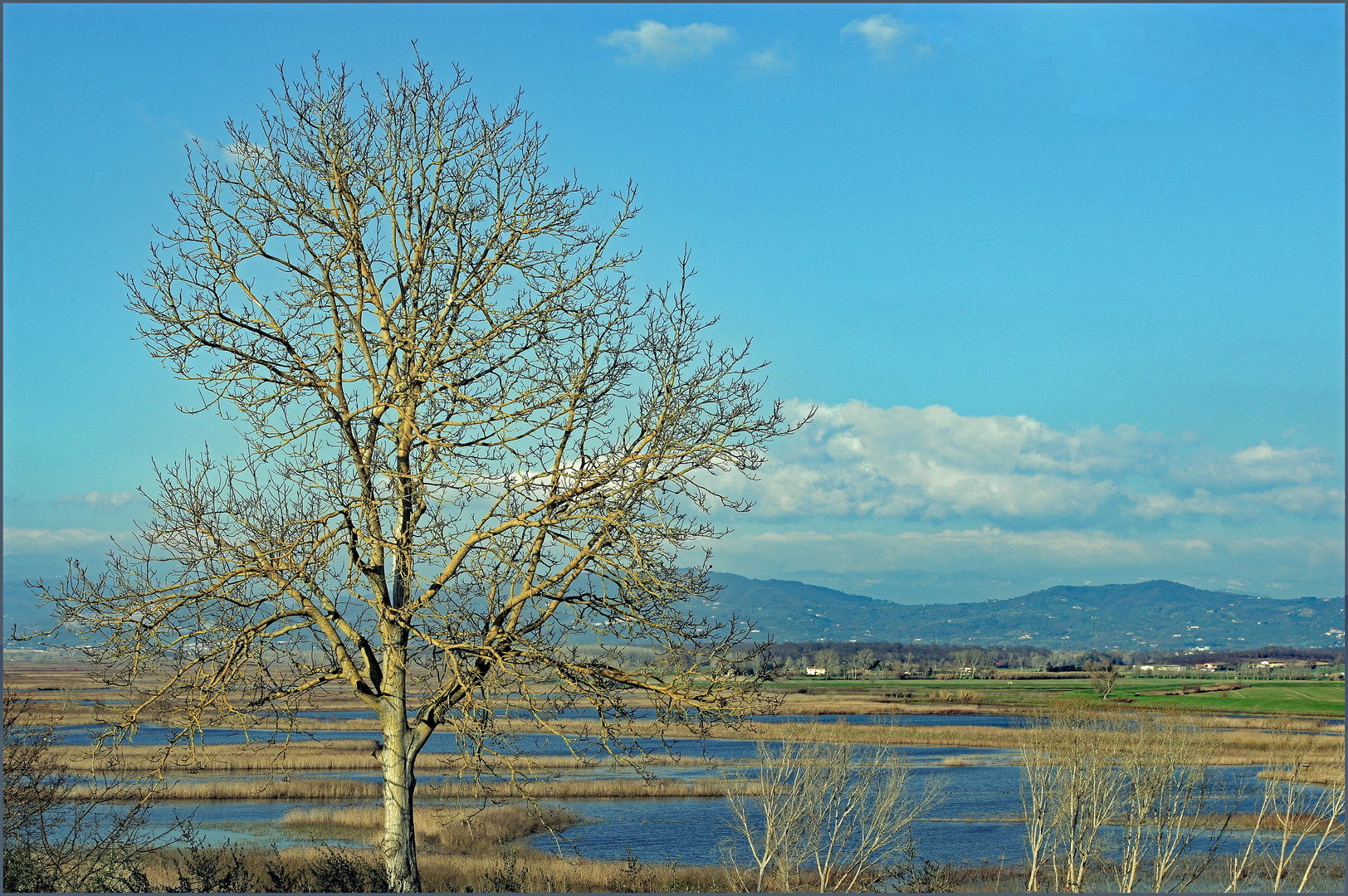 l arbre dénudé...