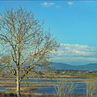 l arbre dénudé...