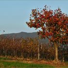 l arbre des kakis ou" arbre de la paix" .....