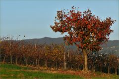 l arbre des kakis ou" arbre de la paix" .....