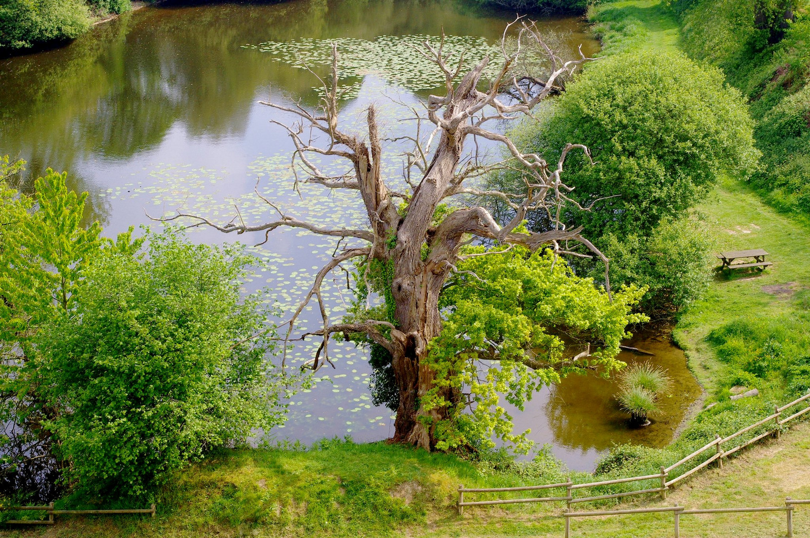 l 'arbre du lac