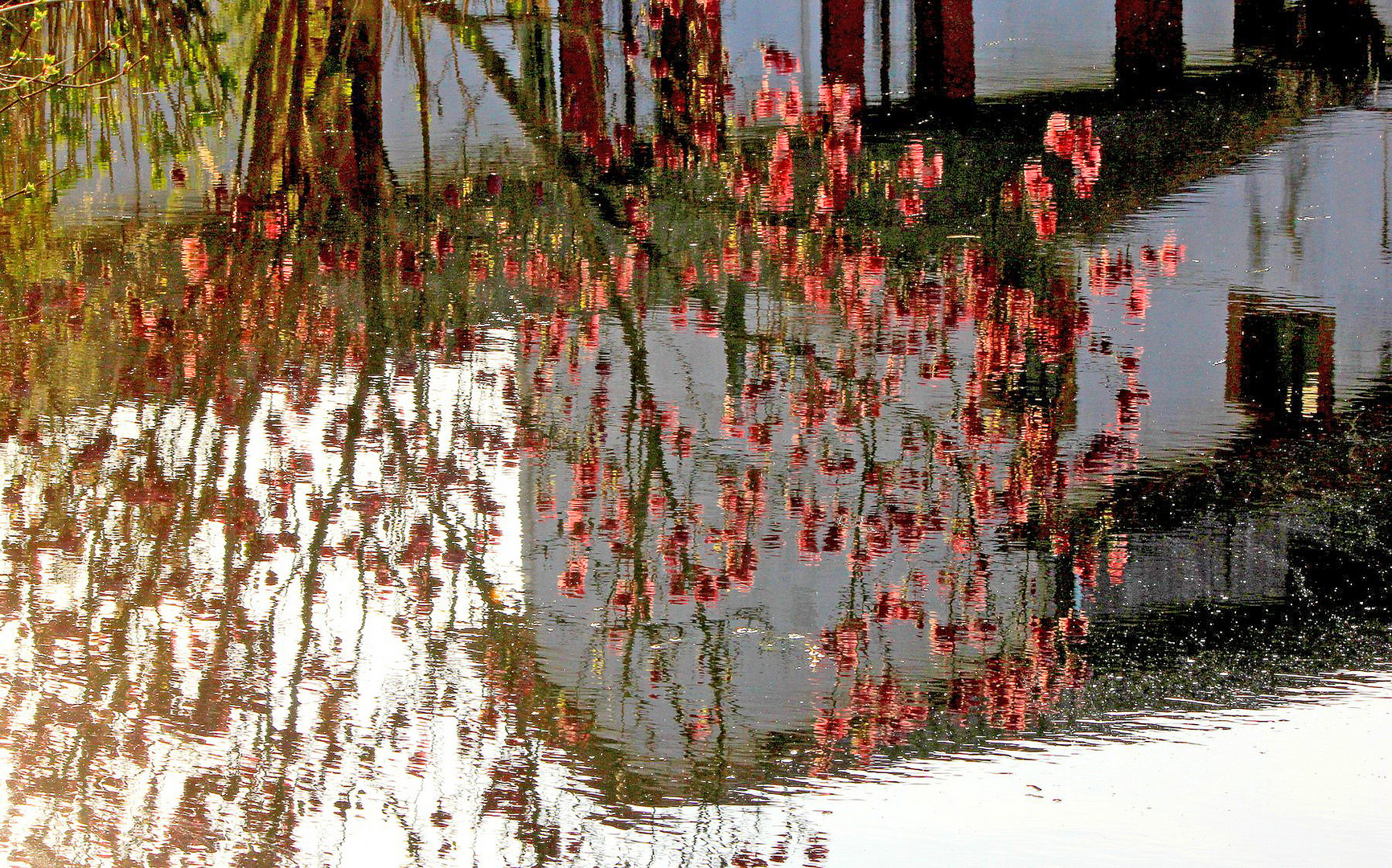 L Arbre du Printemps.........