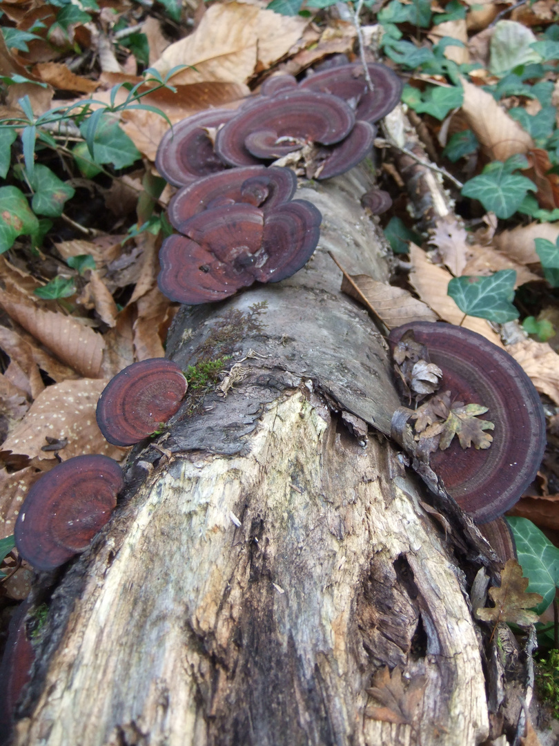 l' arbre et ses oreilles