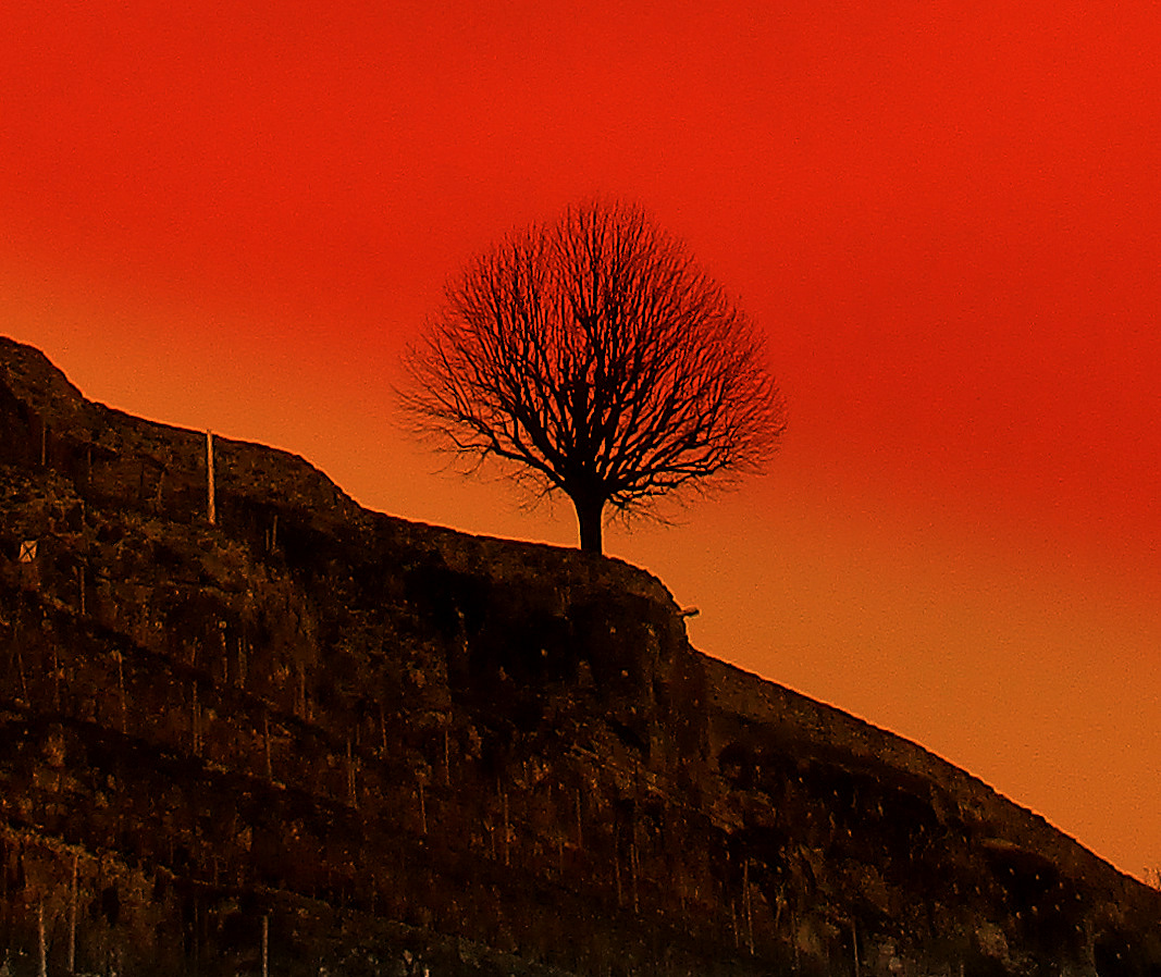 L' arbre sur le rocher perché.....