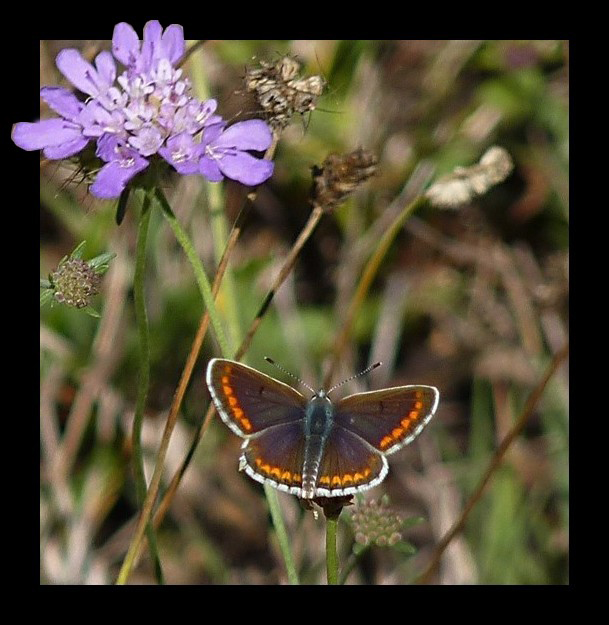 L' ARGUS BRUN (Aricia agetis )