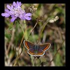 L' ARGUS BRUN (Aricia agetis )