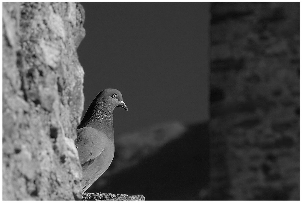 L' attento guardiano