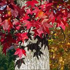 l automne arrivé un mois en avance ....