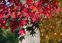 l automne arrivé un mois en avance ....