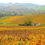 L AUTOMNE DANS LE VIGNOBLE JURASSIEN