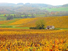 L AUTOMNE DANS LE VIGNOBLE JURASSIEN