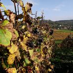 L AUTOMNE EST ARRIVE SUR LE VIGNOBLE DE PASSENANS