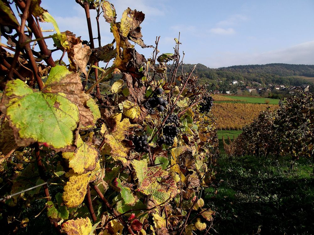 L AUTOMNE EST ARRIVE SUR LE VIGNOBLE DE PASSENANS