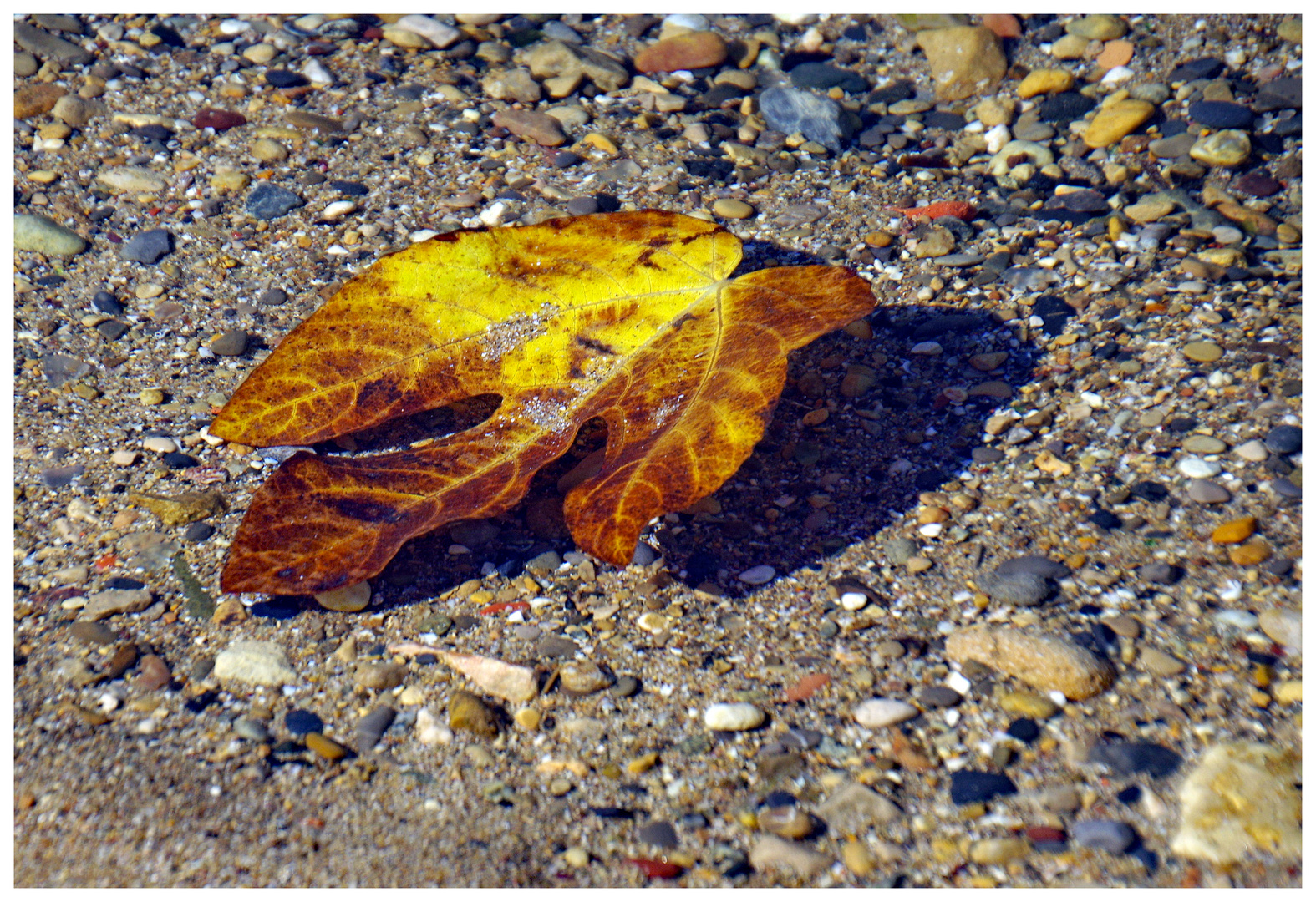 l automne est bien  arrivé.......