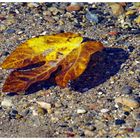 l automne est bien  arrivé.......