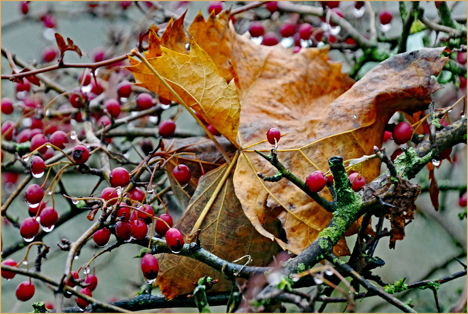 l automne est bien  au rendez  vous ... 