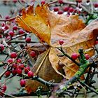 l automne est bien  au rendez  vous ... 