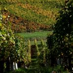 L AUTOMNE S INSTALLE DANS LE VIGNOBLE JURASSIEN