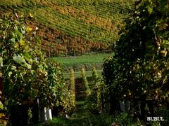 L AUTOMNE S INSTALLE DANS LE VIGNOBLE JURASSIEN