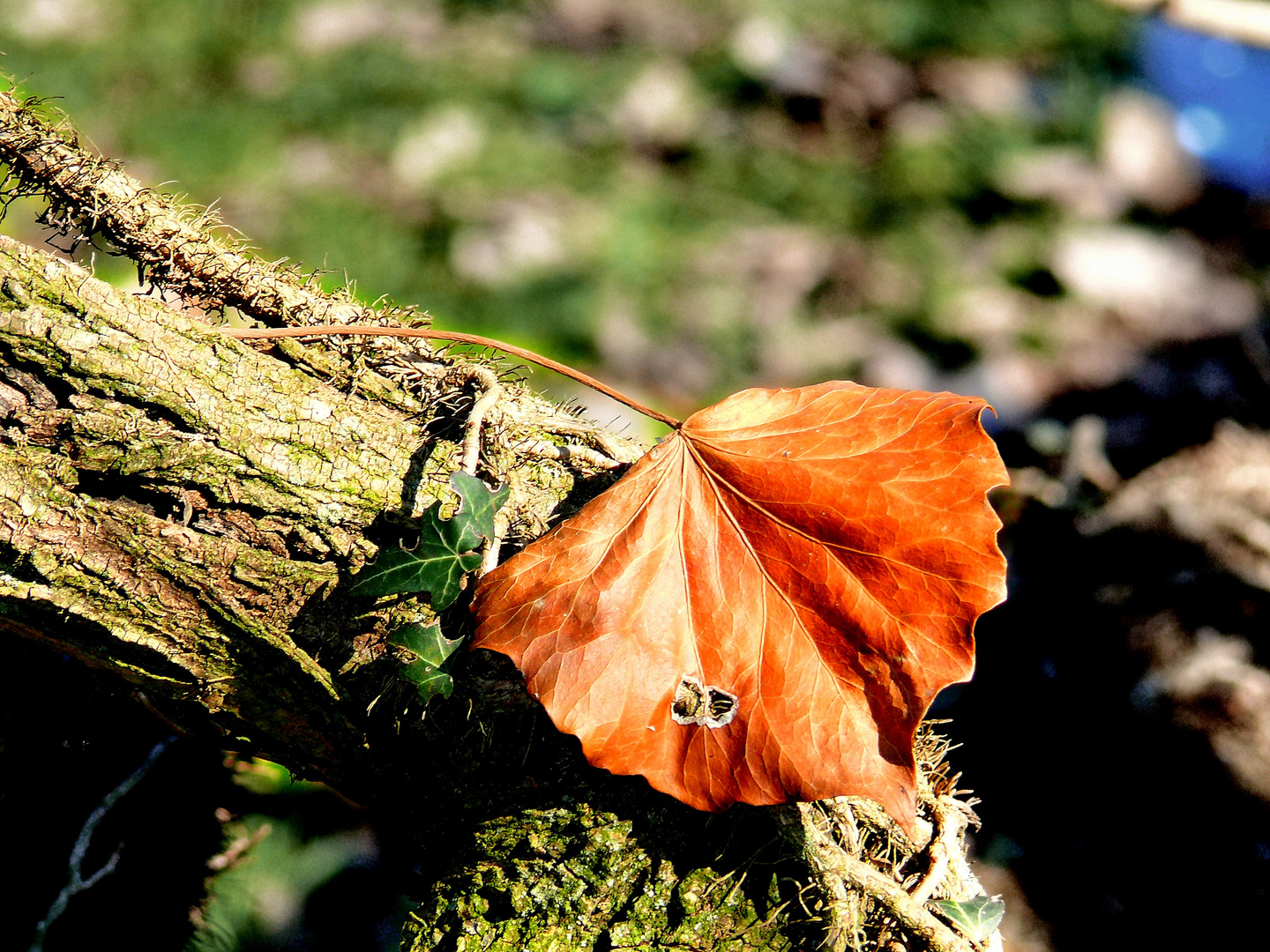 l' autunno..