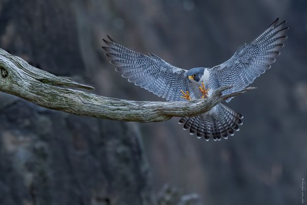 „ l e . b u t .  b i e n .  e n . v u e “