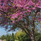 L e printemps à Lectoure