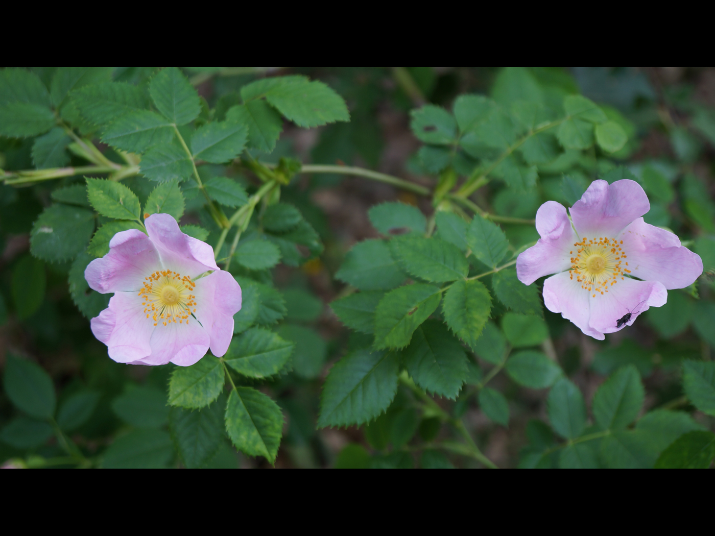 l eglantier en fleur