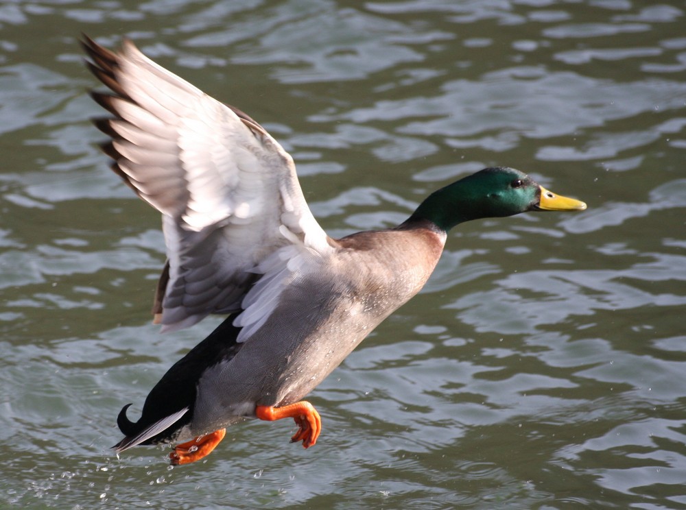 l envol du canard