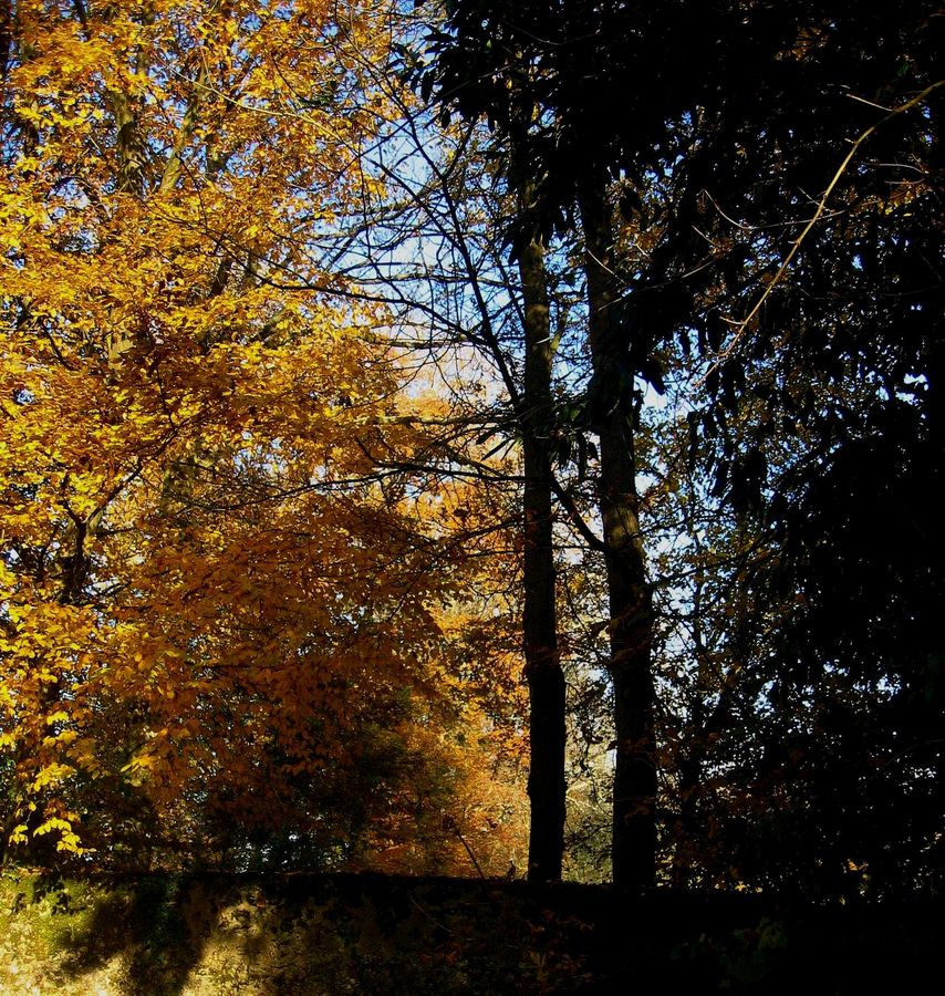 L' Epau     d'or et de noir