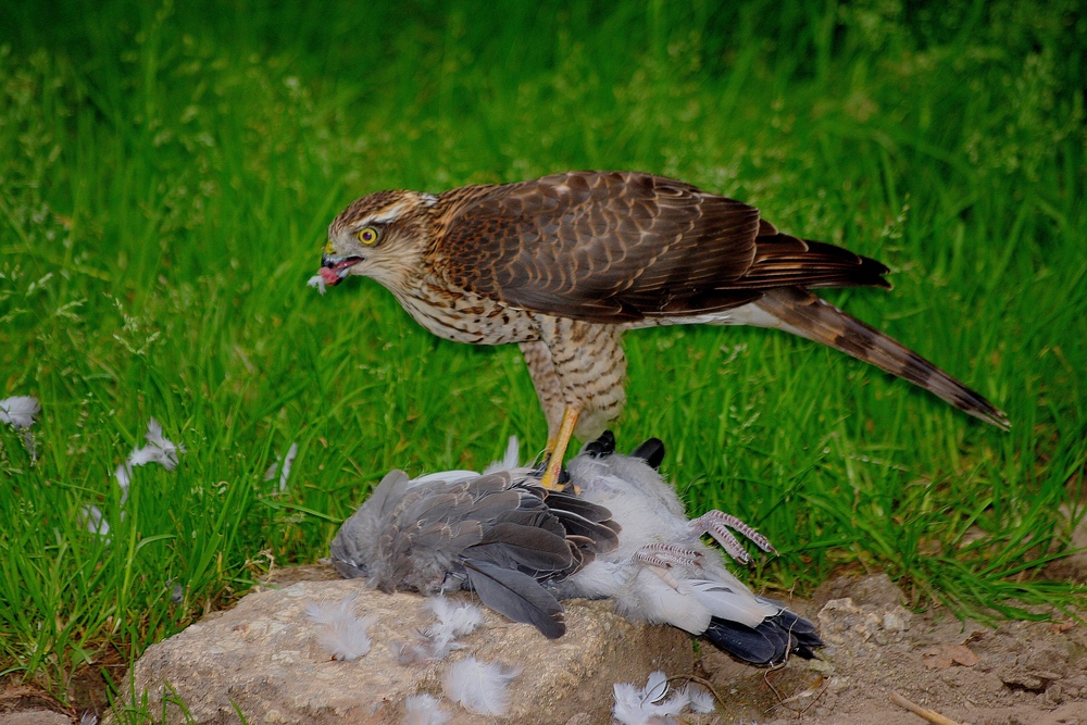 L' épervier.... photo et image | animaux, animaux sauvages, oiseaux ...