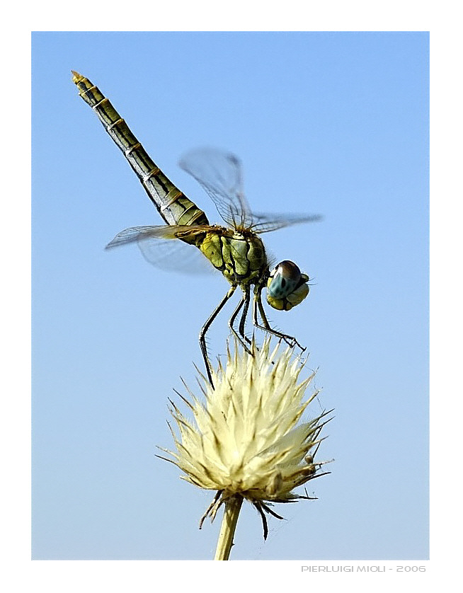 l' equilibrista