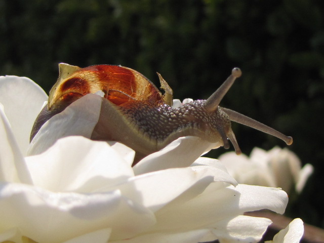 l escargo et la rose blanche